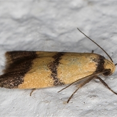 Heteroteucha translatella at Melba, ACT - 5 Nov 2024