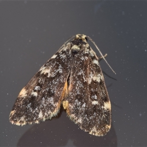 Halone coryphoea at Weston, ACT - 7 Nov 2024 09:44 AM