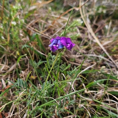Swainsona behriana (Behr's Swainson-Pea) at Mount Clear, ACT - 7 Nov 2024 by BethanyDunne