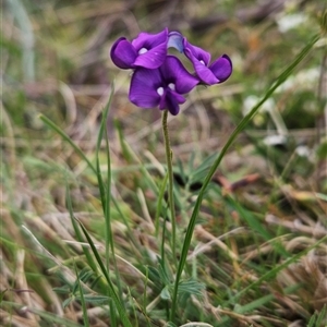 Swainsona behriana at Mount Clear, ACT - 7 Nov 2024 09:10 AM