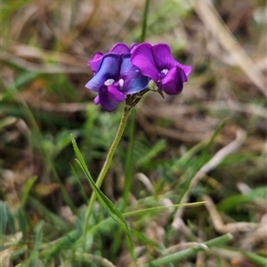 Swainsona behriana at Mount Clear, ACT - 7 Nov 2024