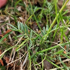 Swainsona behriana at Mount Clear, ACT - 7 Nov 2024 09:10 AM