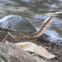 Chelodina longicollis (Eastern Long-necked Turtle) at Mundarlo, NSW - 2 Nov 2024 by SimoneC