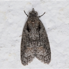 Palaeotoma styphelana (A Tortricid moth) at Melba, ACT - 5 Nov 2024 by kasiaaus