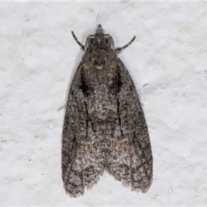 Palaeotoma styphelana at Melba, ACT - 5 Nov 2024