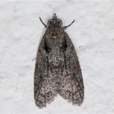 Palaeotoma styphelana (A Tortricid moth) at Melba, ACT - 5 Nov 2024 by kasiaaus