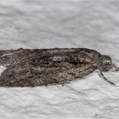 Palaeotoma styphelana at Melba, ACT - 5 Nov 2024