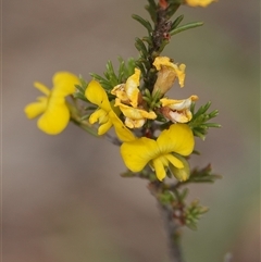 Dillwynia sericea (Egg And Bacon Peas) at Hall, ACT - 7 Nov 2024 by Anna123