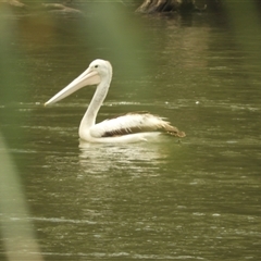 Pelecanus conspicillatus (Australian Pelican) at Mundarlo, NSW - 4 Nov 2024 by SimoneC