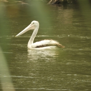 Pelecanus conspicillatus at Mundarlo, NSW - 4 Nov 2024