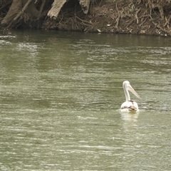 Pelecanus conspicillatus at Mundarlo, NSW - 4 Nov 2024