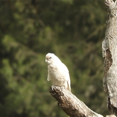 Cacatua sanguinea (Little Corella) at Nangus, NSW - 3 Nov 2024 by SimoneC