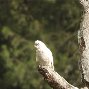 Cacatua sanguinea at Nangus, NSW - 4 Nov 2024 09:14 AM