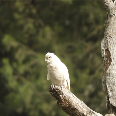 Cacatua sanguinea (Little Corella) at Nangus, NSW - 4 Nov 2024 by SimoneC