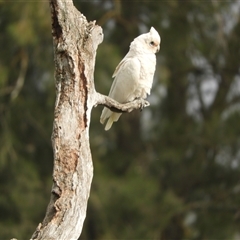 Cacatua sanguinea at Nangus, NSW - 4 Nov 2024 09:14 AM