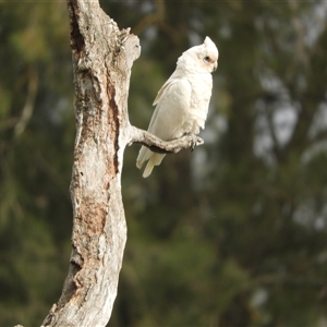 Cacatua sanguinea at Nangus, NSW - 4 Nov 2024