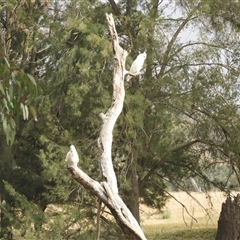 Cacatua sanguinea at Nangus, NSW - 4 Nov 2024 09:14 AM