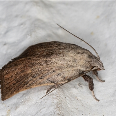 Tortricopsis pyroptis (A Concealer moth (Wingia Group)) at Melba, ACT - 5 Nov 2024 by kasiaaus