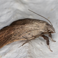 Tortricopsis pyroptis at Melba, ACT - 5 Nov 2024