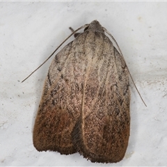 Tortricopsis pyroptis at Melba, ACT - 5 Nov 2024