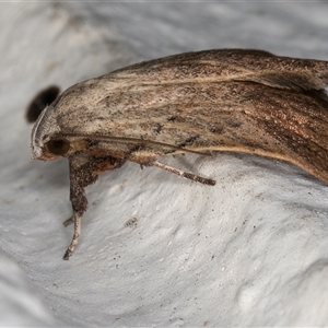 Tortricopsis pyroptis at Melba, ACT - 5 Nov 2024