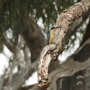 Todiramphus sanctus at Mundarlo, NSW - 3 Nov 2024 11:57 AM