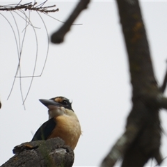 Todiramphus sanctus at Mundarlo, NSW - 3 Nov 2024