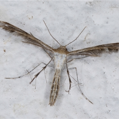 Stangeia xerodes (A plume moth) at Melba, ACT - 5 Nov 2024 by kasiaaus