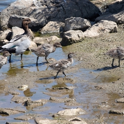 Chenonetta jubata (Australian Wood Duck) at Whitlam, ACT - 5 Nov 2024 by AlisonMilton