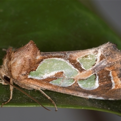 Cosmodes elegans (Green Blotched Moth) at Melba, ACT - 5 Nov 2024 by kasiaaus