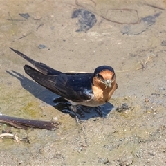 Hirundo neoxena (Welcome Swallow) at Whitlam, ACT - 6 Nov 2024 by AlisonMilton