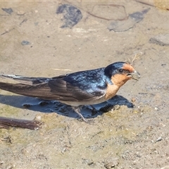 Hirundo neoxena at Whitlam, ACT - 6 Nov 2024