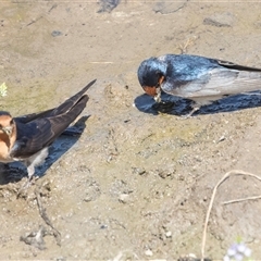 Hirundo neoxena at Whitlam, ACT - 6 Nov 2024