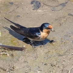 Hirundo neoxena at Whitlam, ACT - 6 Nov 2024