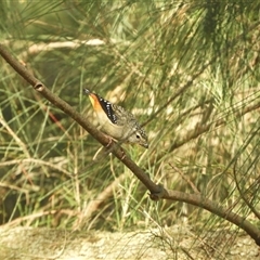 Pardalotus punctatus (Spotted Pardalote) at Nangus, NSW - 2 Nov 2024 by SimoneC