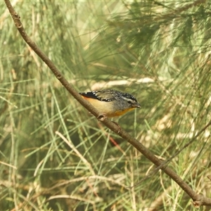 Pardalotus punctatus at Nangus, NSW - 2 Nov 2024