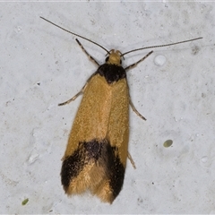 Oecophoridae (family) (Unidentified Oecophorid concealer moth) at Melba, ACT - 5 Nov 2024 by kasiaaus