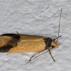 Oecophoridae (family) at Melba, ACT - 5 Nov 2024