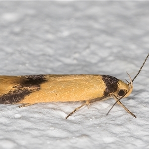 Oecophoridae (family) at Melba, ACT - 5 Nov 2024