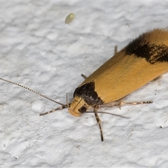 Oecophoridae (family) at Melba, ACT - 5 Nov 2024