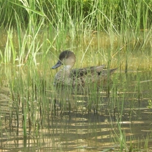 Anas gracilis at Mundarlo, NSW - 2 Nov 2024