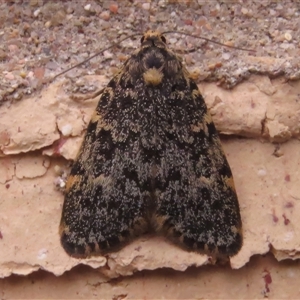 Halone coryphoea at Wanniassa, ACT - 7 Nov 2024 06:32 PM