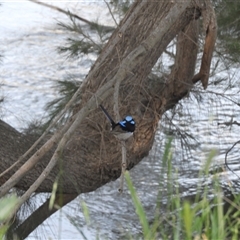 Malurus cyaneus (Superb Fairywren) at Mundarlo, NSW - 2 Nov 2024 by SimoneC