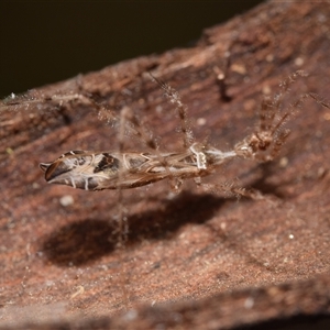 Stenolemus sp. (genus) at Uriarra Village, ACT - 7 Nov 2024