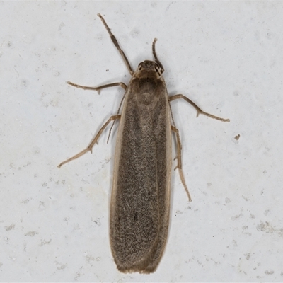 Scoliacma nana (Diminutive Footman) at Melba, ACT - 5 Nov 2024 by kasiaaus