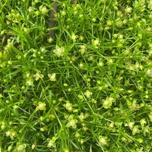 Sagina procumbens at Hughes, ACT - 7 Nov 2024 04:04 PM