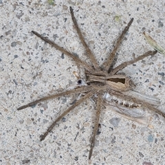 Argoctenus sp. (genus) (Wandering ghost spider) at Melba, ACT - 5 Nov 2024 by kasiaaus