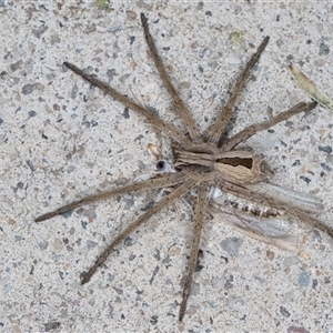 Argoctenus sp. (genus) at Melba, ACT - 5 Nov 2024