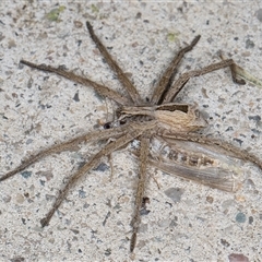 Argoctenus sp. (genus) at Melba, ACT - 5 Nov 2024