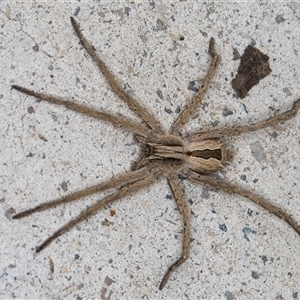 Argoctenus sp. (genus) at Melba, ACT - 5 Nov 2024 09:24 PM